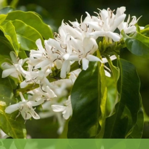 향기가-좋은-하얀색-꽃을-피는-커피나무