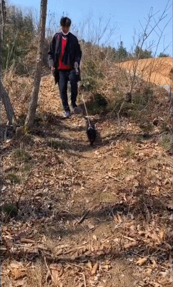 박수홍 다홍이와 산책하는