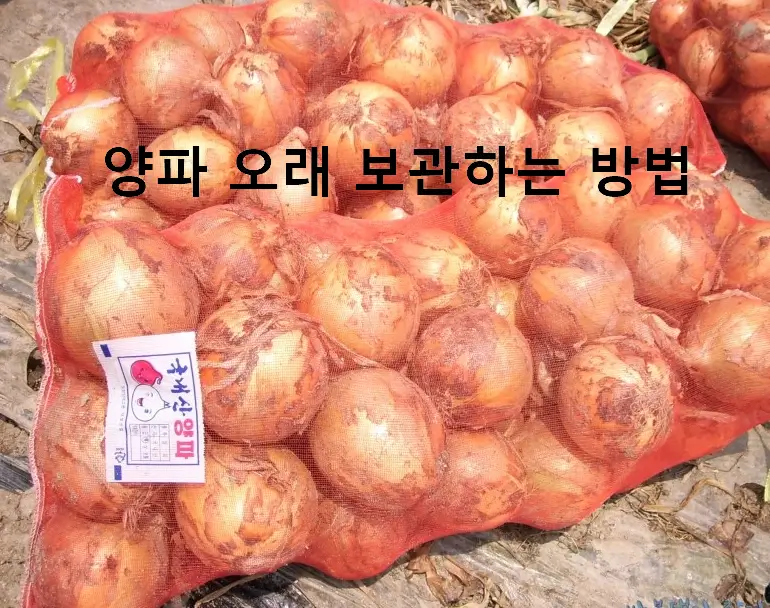 양파 보관법