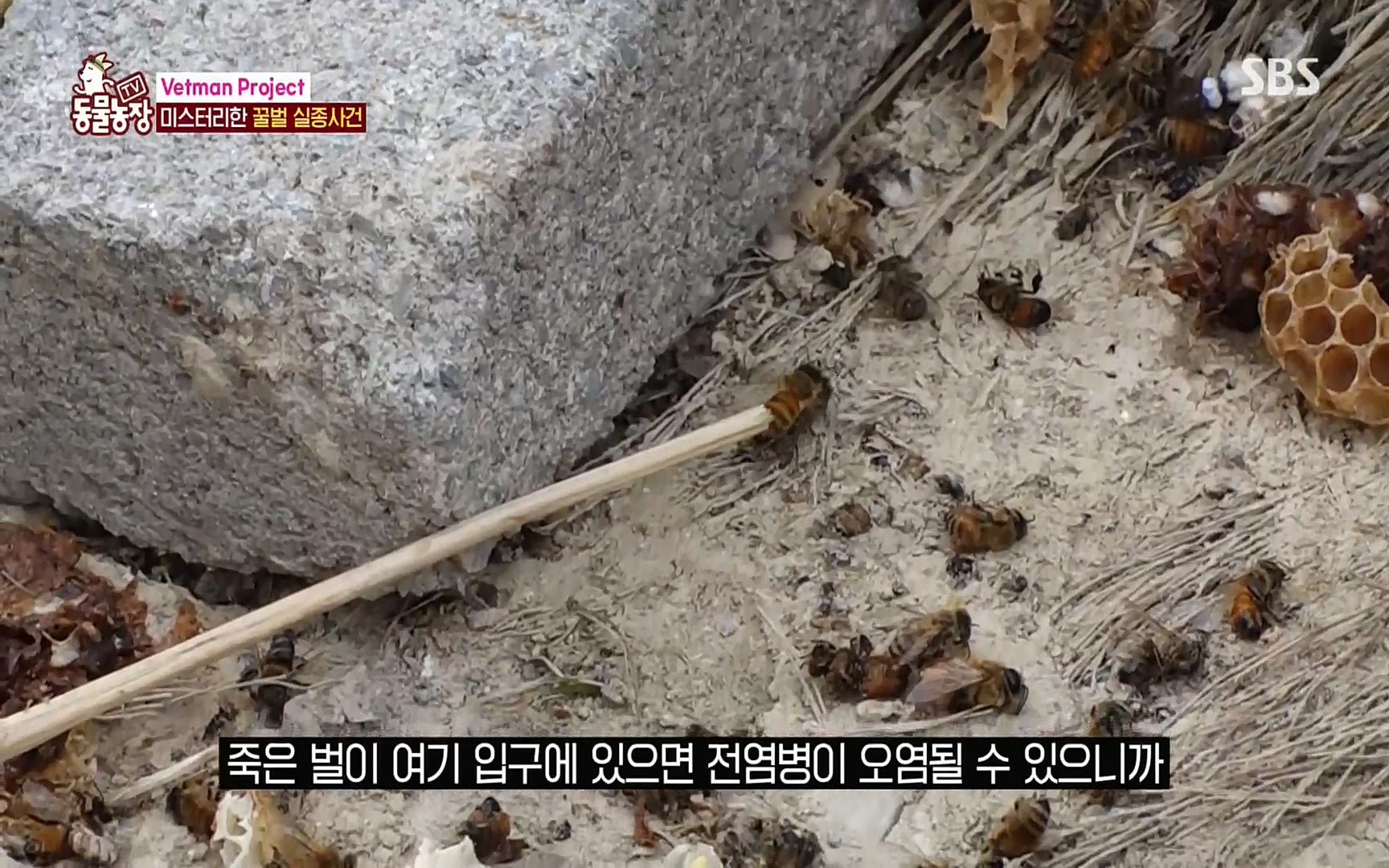 TV 동물농장.E1072.220605p.H264-F1RST.mp4_20220605_180648.070.jpg