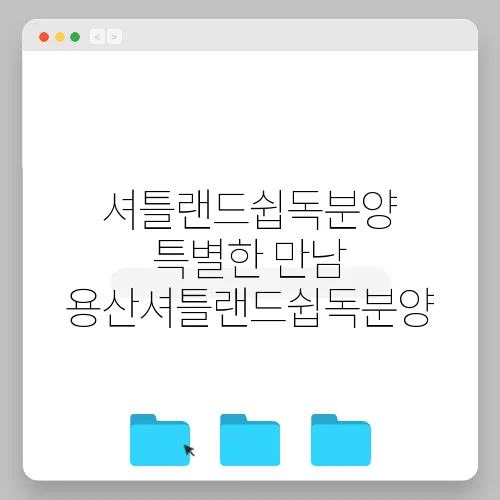 셔틀랜드쉽독분양 특별한 만남 용산셔틀랜드쉽독분양