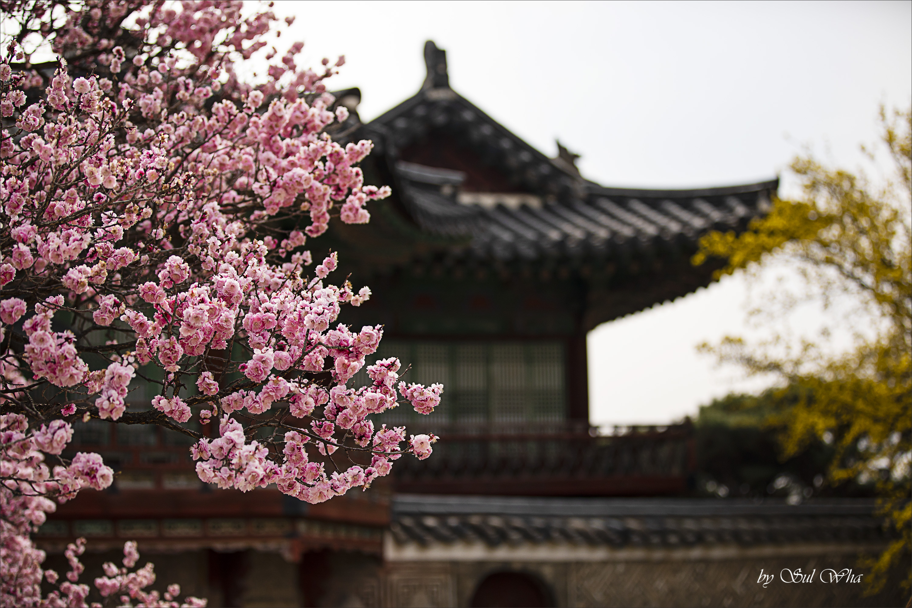 (창덕궁 만첩홍매화) ​​2023년 3월 28일 See More 7