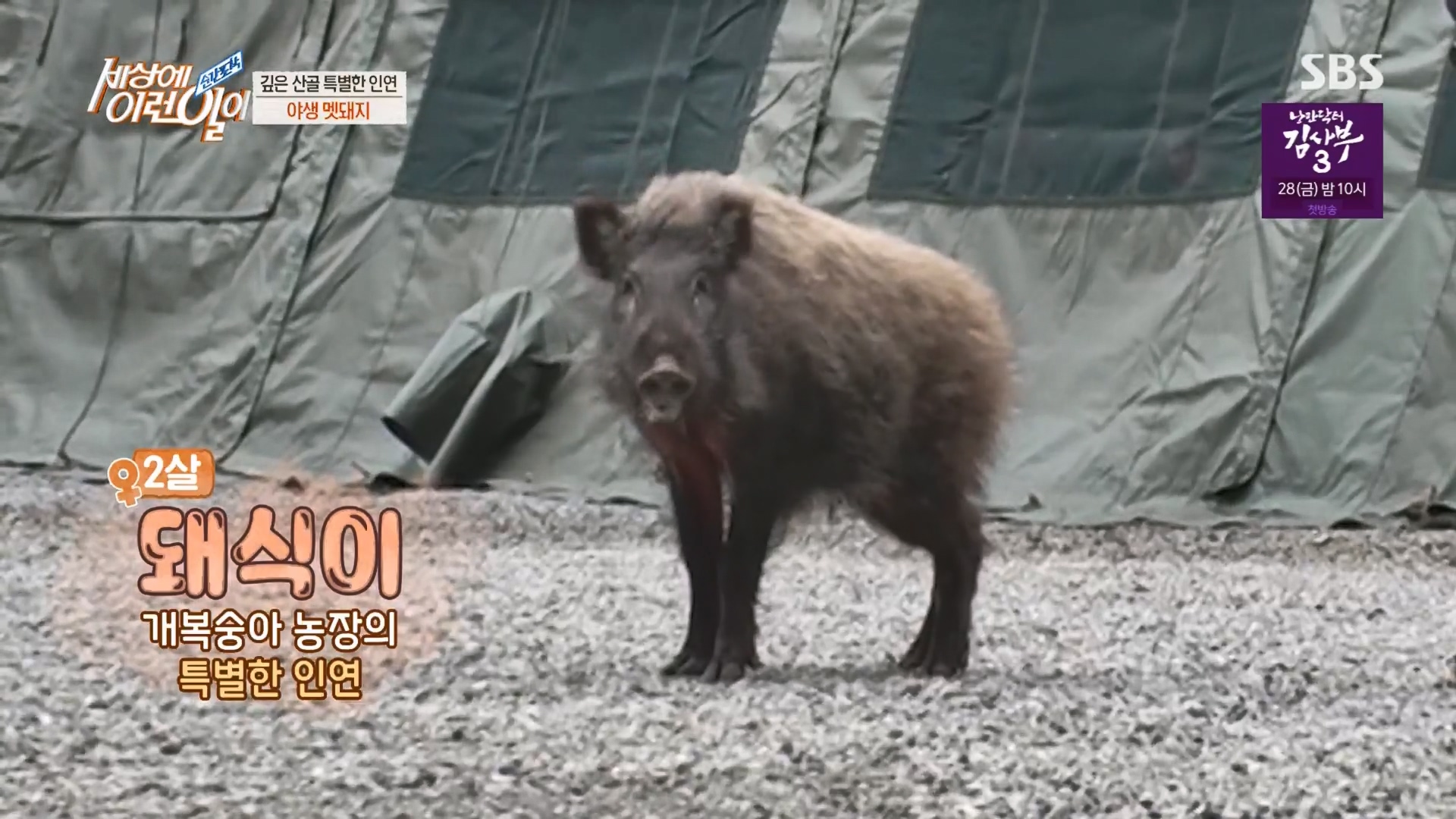 순간포착 세상에 이런일이.E1227.230425p.H264-F1RST.mp4_20230426_191909.508.jpg