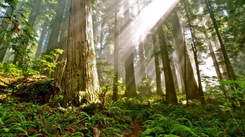 Maryland&#39;s Old-Growth Forests