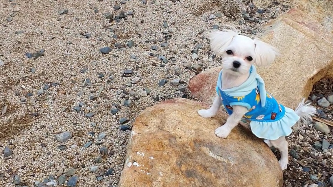  강아지 성장주기별 특징