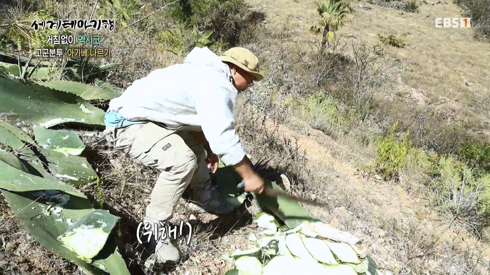 세계테마기행 240110 거침없이 멕시코 -맵다 매워 삐까삐까, 오아하카0p.mp4_20240713_163411.772.jpg