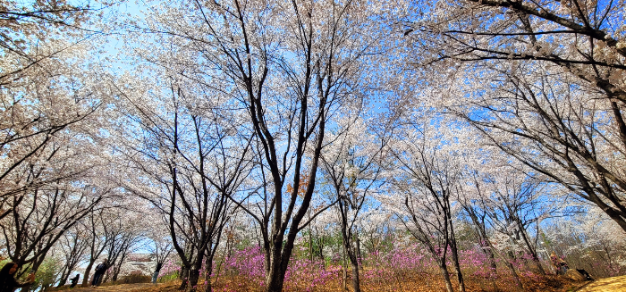 계명대학교 성서캠퍼스