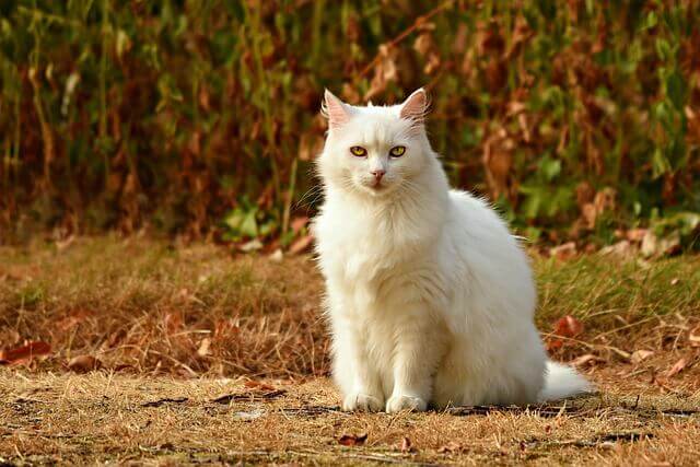흰-고양이-