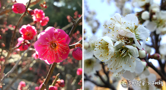 반달곰 지구여행 - 전남 광양 매화마을&#44; 홍쌍리 매실&#44; 광양 매화꽃축제