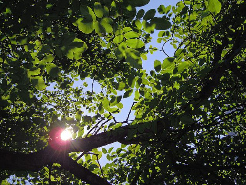 나뭇잎 사이로 보이는 햇빛
