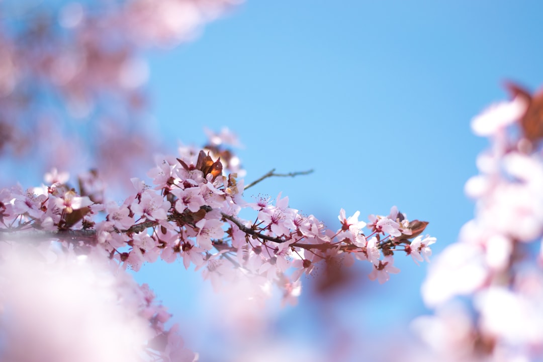 Cherry blossom