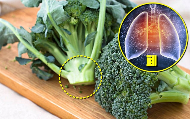 브로콜리 대 효능, 폐암, 결장암, 자궁경부암, 암이 최고 싫어하는 채소 부위, 건강, 팁줌 매일꿀정보