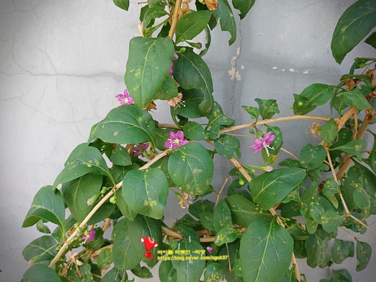 matrimony vine, m 기계나무 chinese