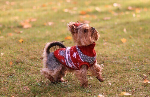 낙엽이 있는 잔디밭에서 놀고 있는 빨간 옷을 입은 요크셔테리어