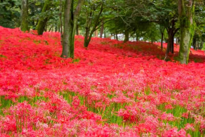 꽃무릇 (석산) Lycoris radiata (L&amp;#39;Her.) Herb. 1819