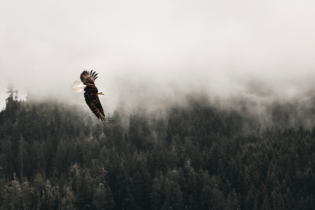 Eagle
