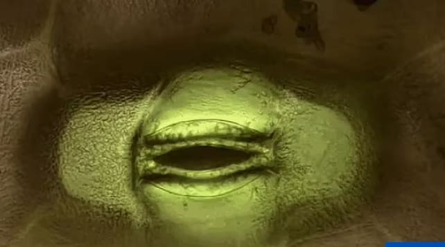  마치 SF영화 같은 '입'으로 신호 보내는 식물 VIDEO: Incredible close-up look at a plant breathing