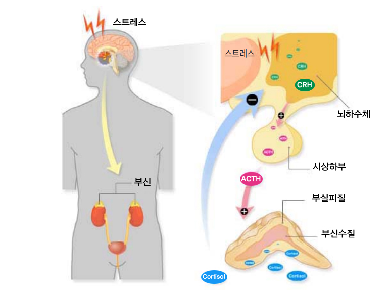 코르티솔, 쿠싱증후군, 코르티솔값, 코르티솔값이 높을 때는 낮을 때 증상, 코르티솔 조절법 알려드릴게요~