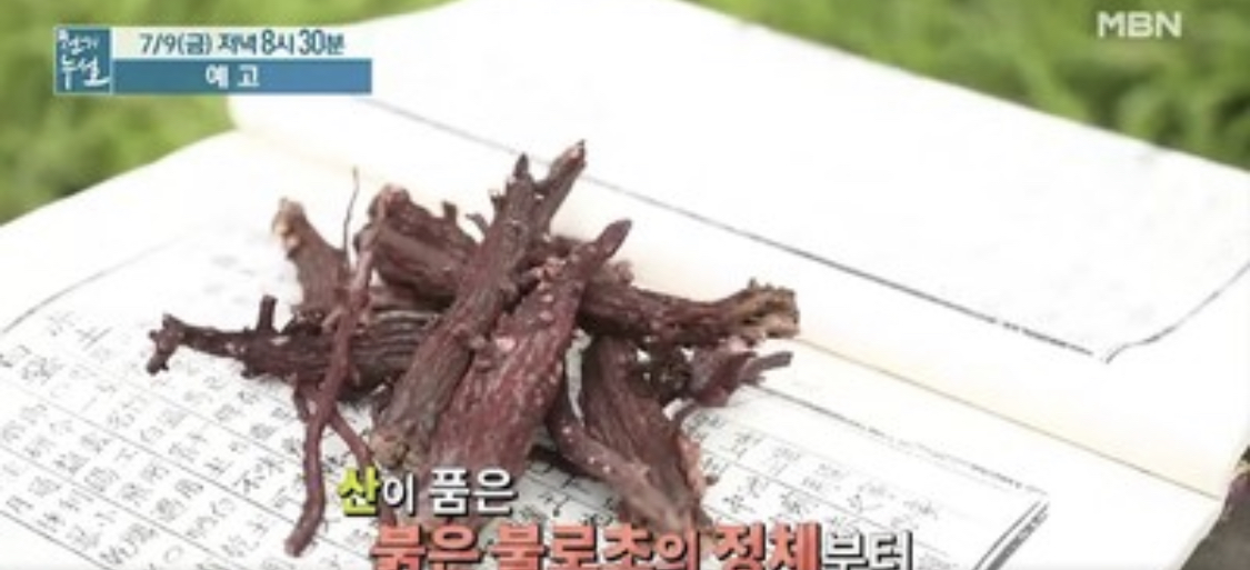  천연해독제 지치물김치 레시피 지치차 끓이는법 천기누설지치 효능 지치먹는방법 활용법 항산화성분풍부한식품 체리효능 체리피클 체리스무디체리쌈장만드는법