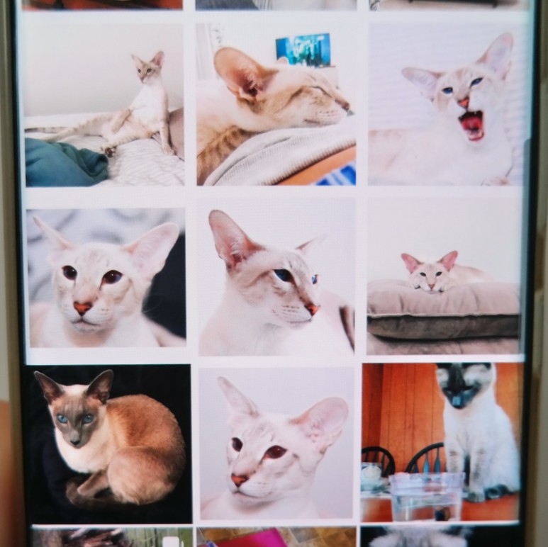 샴 고양이 털빠짐 샴고양이 종류와 32