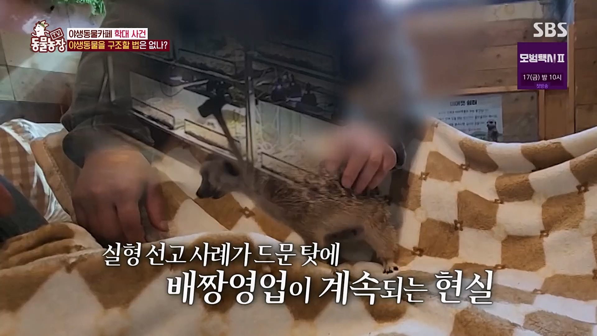 TV 동물농장.E1108.230212p.H264-F1RST.mp4_20230212_182203.193.jpg