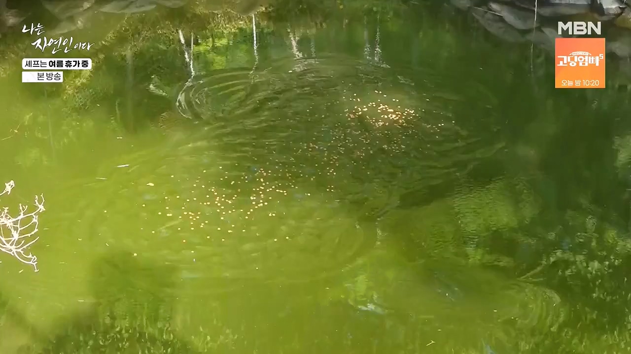 나는 자연인이다.E611.240627p-NEXT.mp4_20240627_195605.721.jpg
