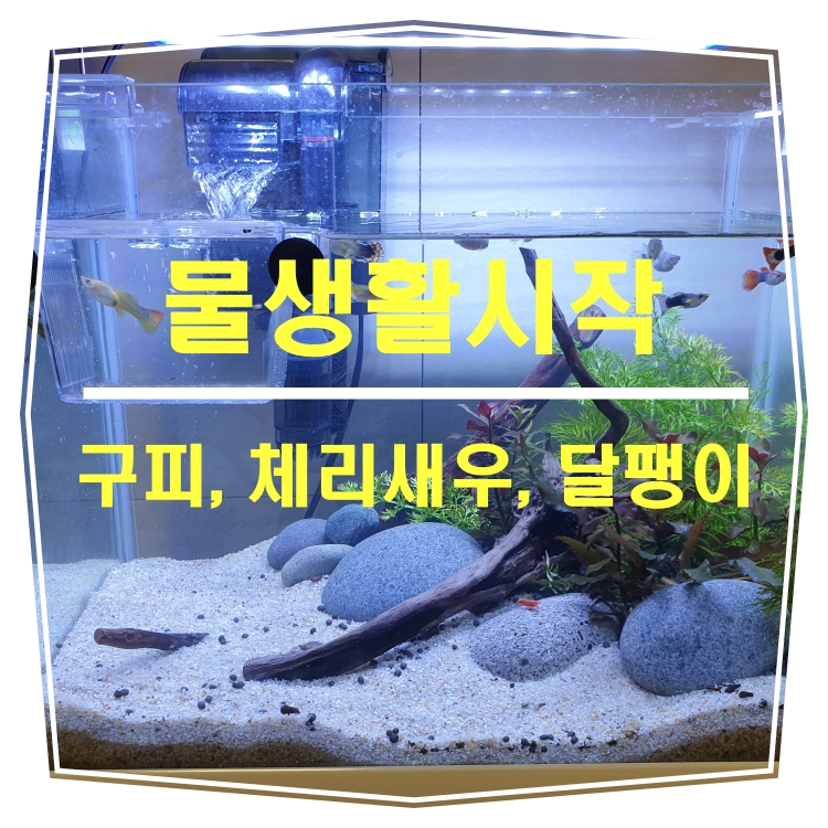  물생활시작_구피, 체리새우, 달팽이