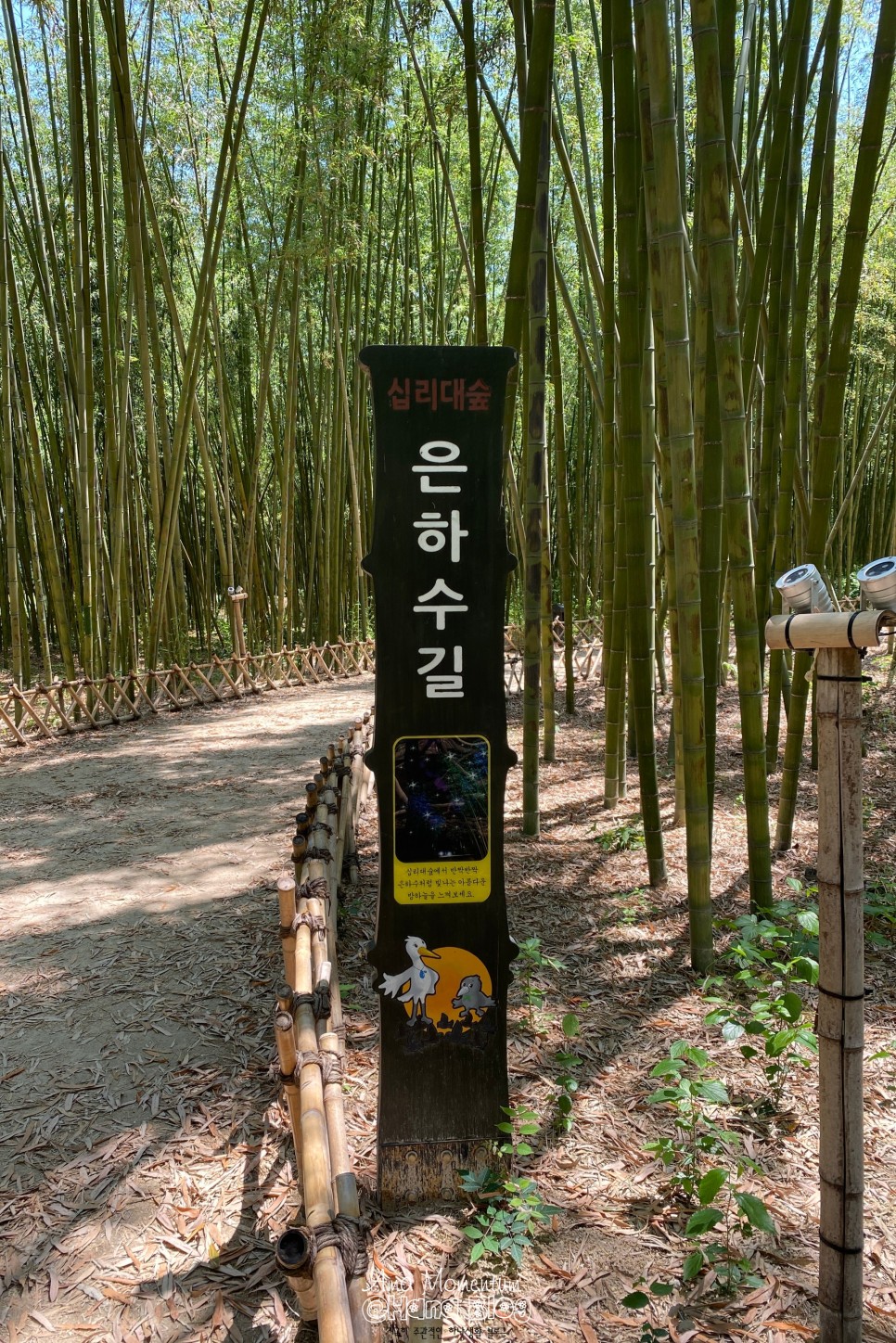 꽃양귀비 [ 울산 여행 ] 한 폭의 수채화♥ 양귀비와 47