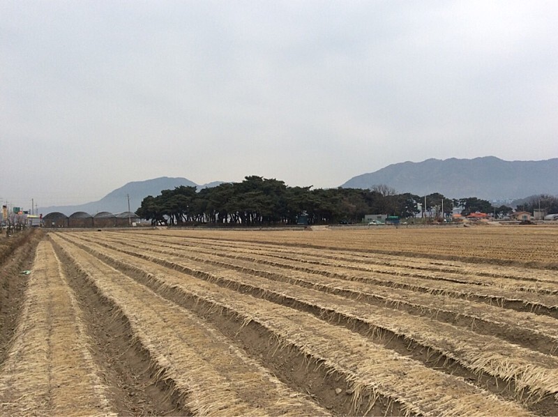  보은 탄부면 임한리 솔밭