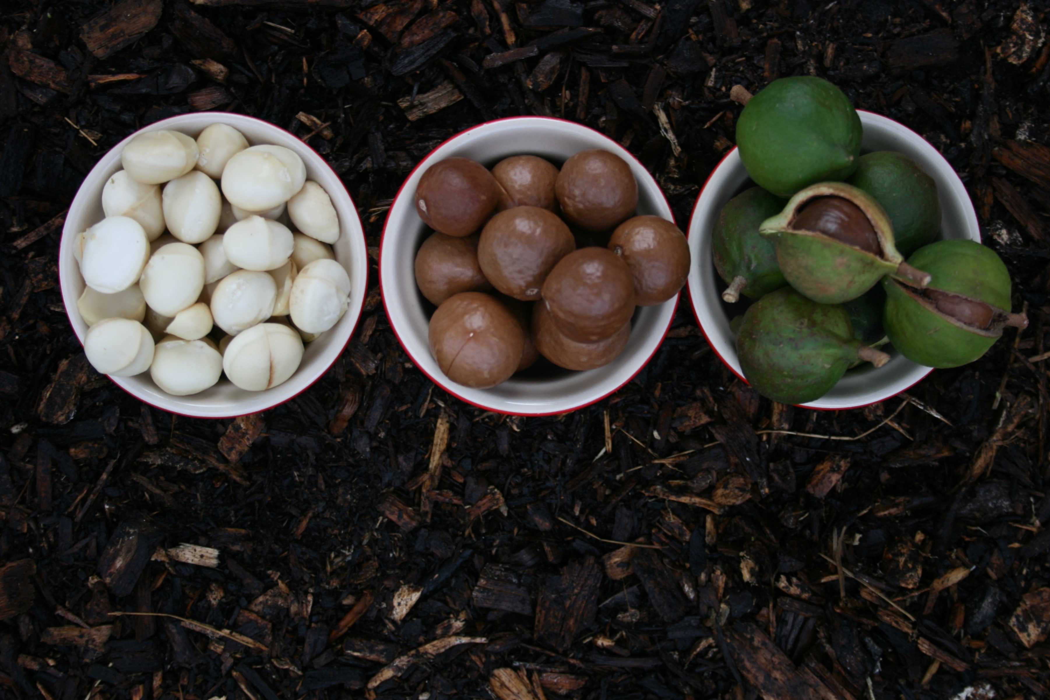 macadamia in bowls