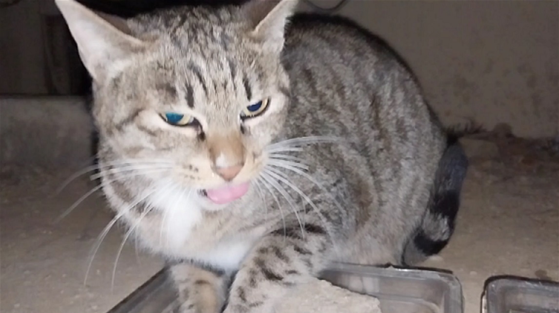 Feline Activities 24