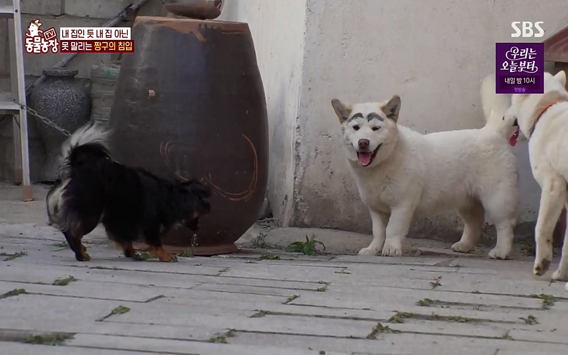 TV 동물농장.E1068.220509p-NEXT.mp4_20220508_173829.309.jpg