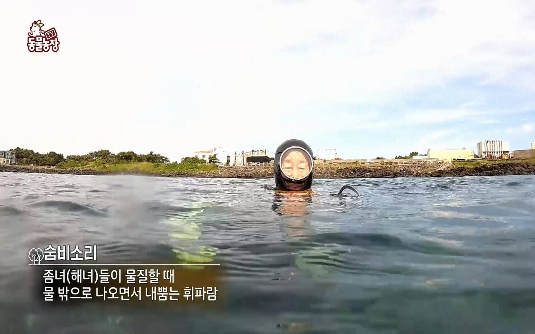 TV 동물농장.E1073.220612p.H264-F1RST.mp4_20220612_180357.318.jpg