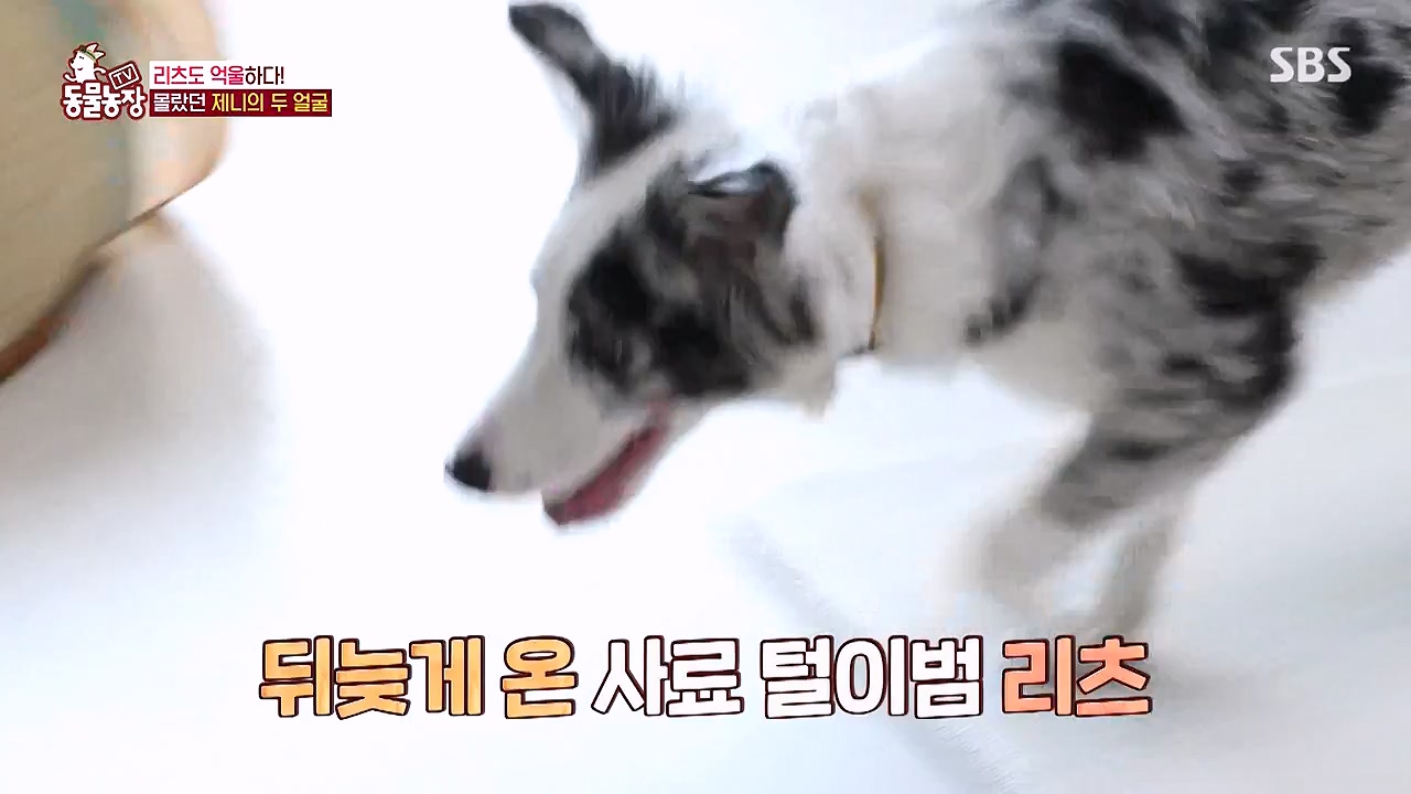 TV 동물농장.E1174.240603p-NEXT.mp4_20240602_155734.485.jpg