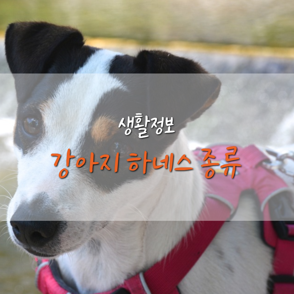  강아지 하네스 종류와 장/단점