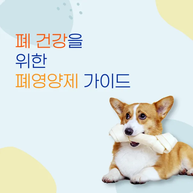  폐 건강을 위한 폐영양제 가이드