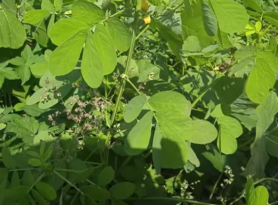  결명자차 효능 부작용 끓이는 법 총정리