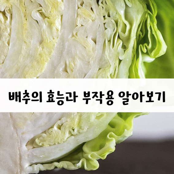 배추 효능과 부작용 알아보자.