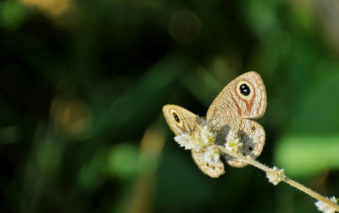 Biomimicry