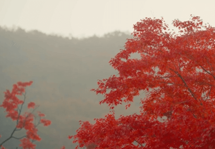 화담숲 취소