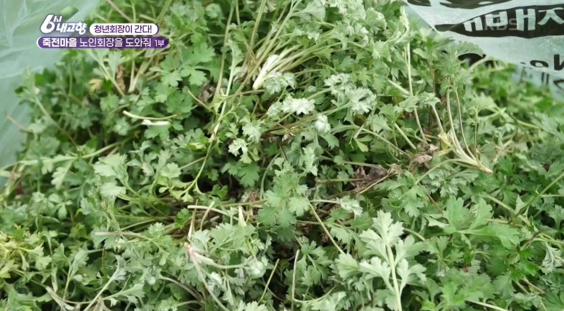  6시내고향 죽전마을 약쑥 쑥즙 파는곳 청년회장이 간다 죽전마을 노인회장을 도와줘