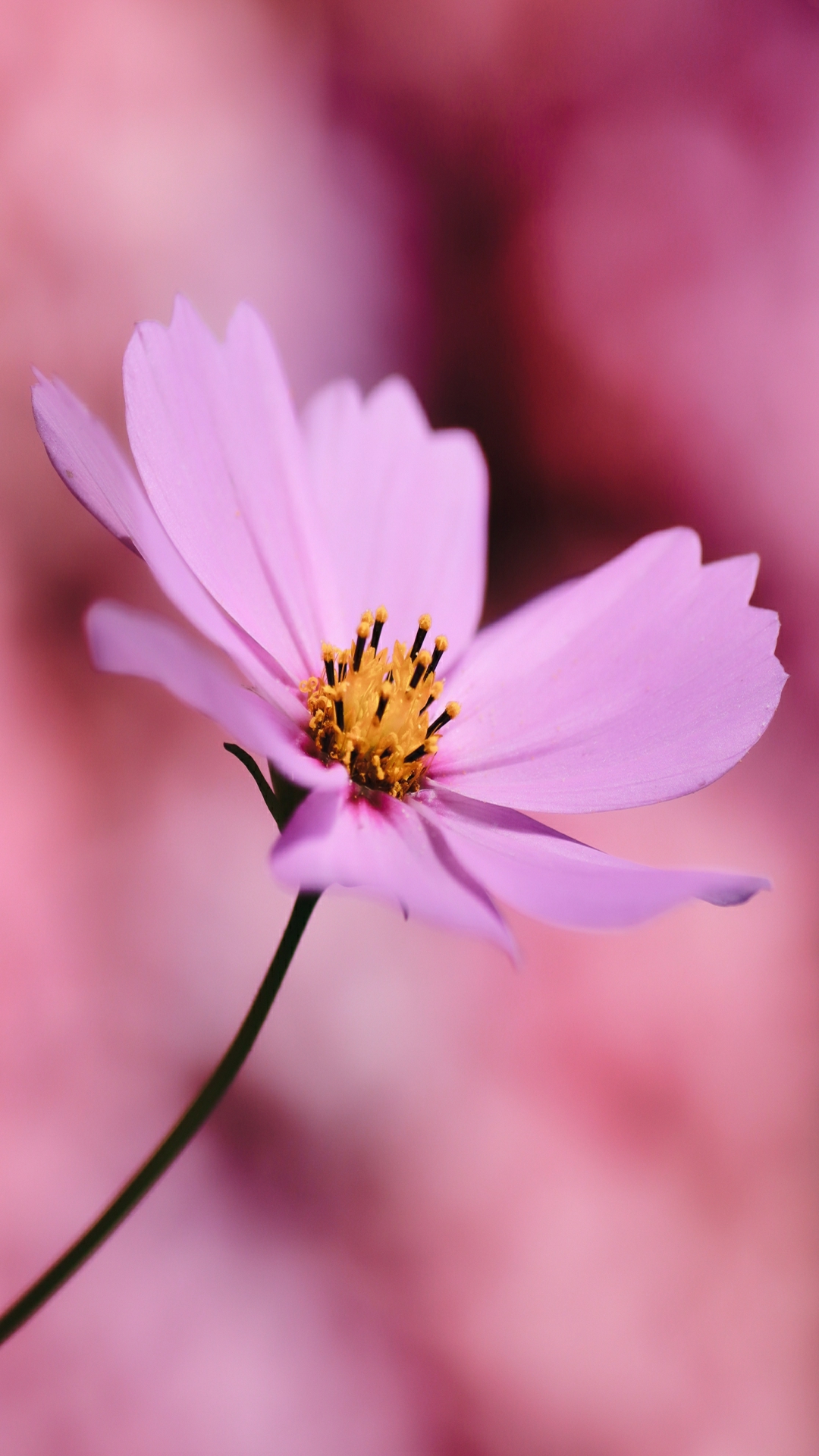 Cosmos Flower iPhone Wallpaper