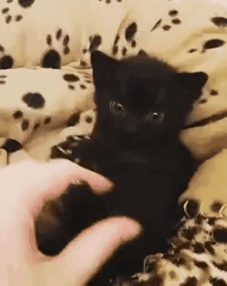  [웃는하루]캬앙 울버린 냥이