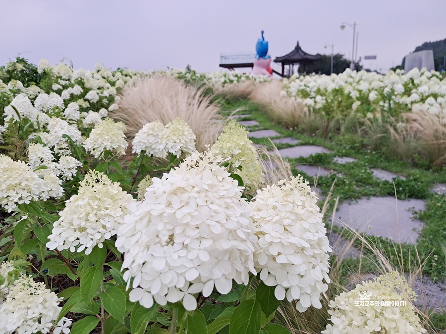 목수국이 핀 풍경