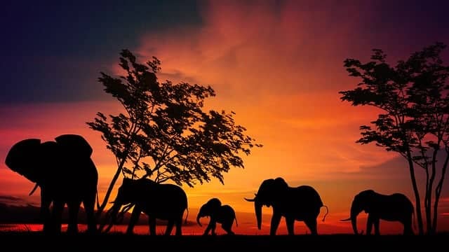아프리카 코끼리