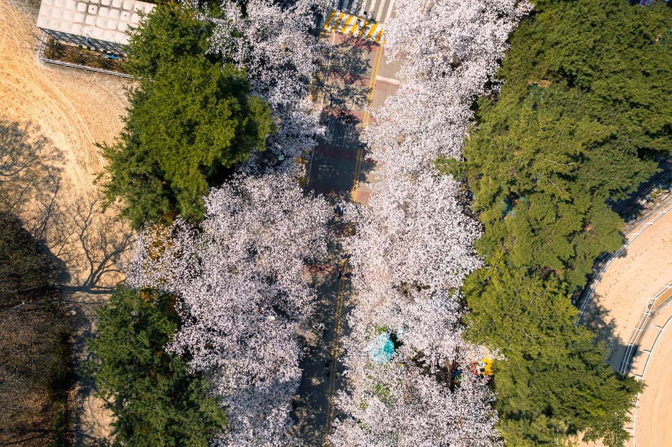 경기도 벚꽃축제&amp;#44; 벚꽃야경 정보