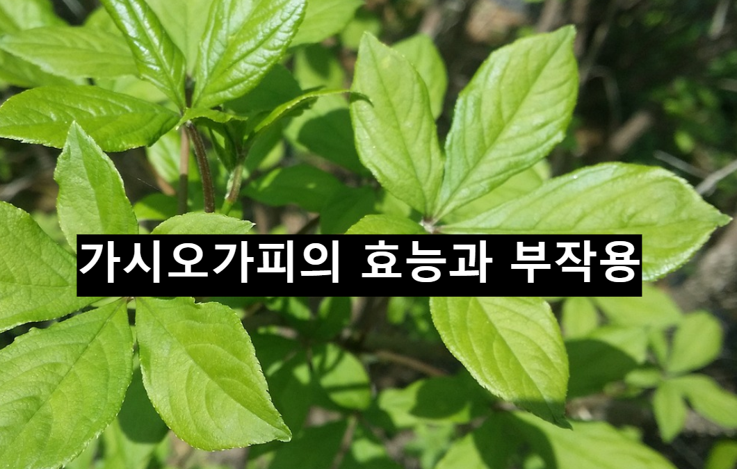  가시오가피의 효능과 부작용