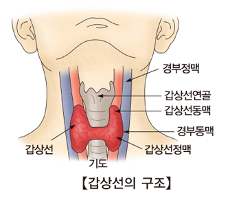 갑상선의 구조