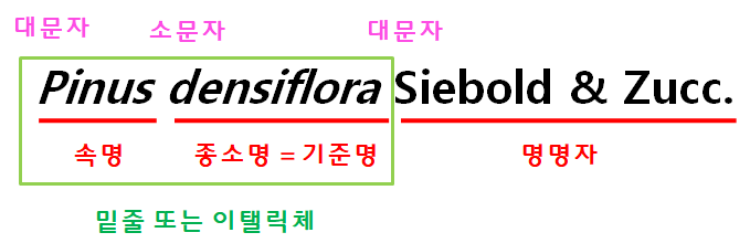 학명의 표기