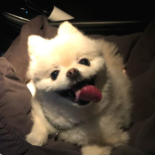  강아지가 먹으면 안되는 음식